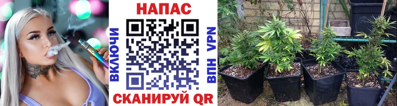 Бошки Шишки гибрид  маркетплейс наркотические препараты  Озёрск 